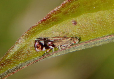 2241 - Anacampsis levipedella; Twirler Moth species