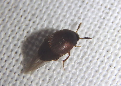 Cholevini Small Carrion Beetle species