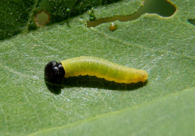 Epargyreus clarus; Silver-spotted Skipper caterpillar