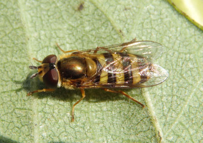 Eupeodes americanus/pomus complex; Syrphid Fly species; female