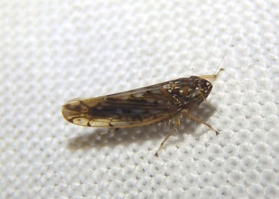 Osbornellus consors; Leafhopper species