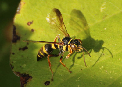 Psammaletes mexicanus; Sand Wasp species; female