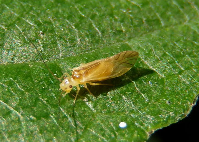 Valenzuela flavidus; Barklouse species