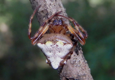 Verrucosa arenata; Arrowhead Spider