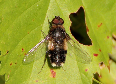 Villa hypomelas; Bee Fly species