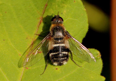 Villa nigropecta; Bee Fly species