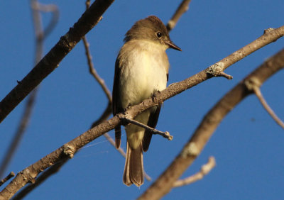 Eastern Wood-Pewee