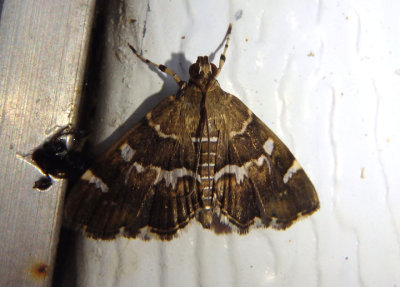 5169 - Hymenia perspectalis; Spotted Beet Webworm Moth
