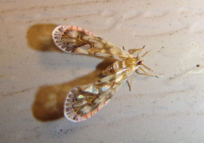 Anotia kirkaldyi; Derbid Planthopper species