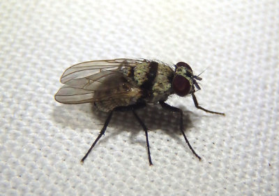 Anthomyia illocata; Root-Maggot Fly species; exotic