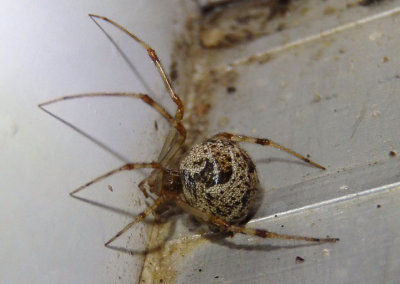 Parasteatoda tepidariorum; Common House Spider; exotic