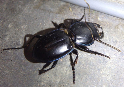 Pasimachus elongatus; Ground Beetle species