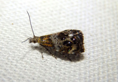 2647 - Tebenna gnaphaliella; Everlasting Tebenna Moth