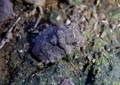 Gelastocoris oculatus; Big-Eyed Toad Bug