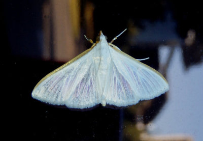 5219 - Palpita kimballi; Kimball's Palpita Moth