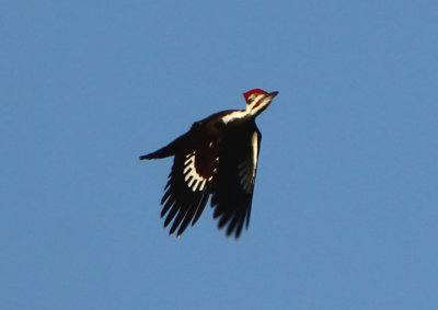 Pileated Woodpecker; male