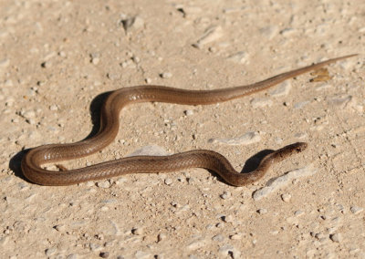 DeKay's Brown Snake