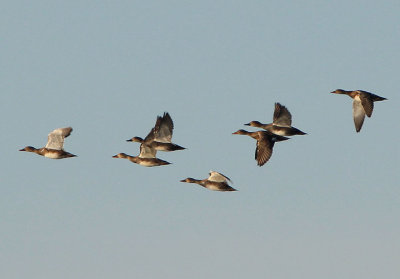 Gadwall