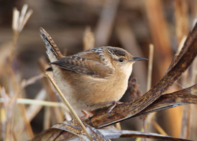 Marsh Wren