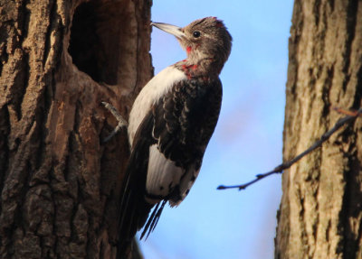 Red-headed Woodpecker; juvenile