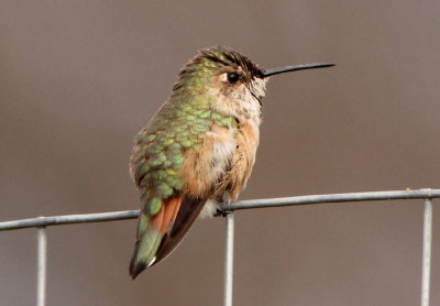 Rufous Hummingbird; female