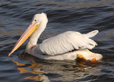 American White Pelican; basic