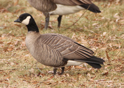 Cackling Goose