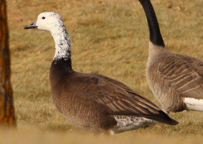 Canada X Snow Goose Hybrid