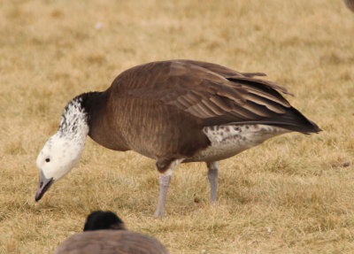 Canada X Snow Goose Hybrid