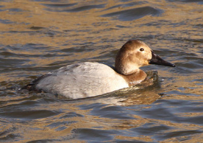 Canvasback; female