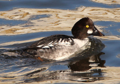 Common Goldeneye; immature male 