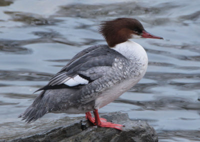 Common Merganser; female