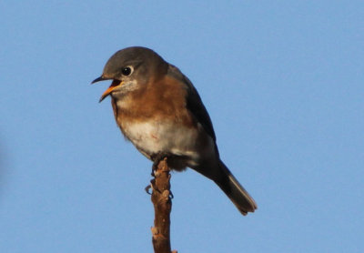 Eastern Bluebird; female