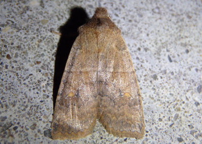 9933 - Eupsilia vinulenta; Straight-toothed Sallow