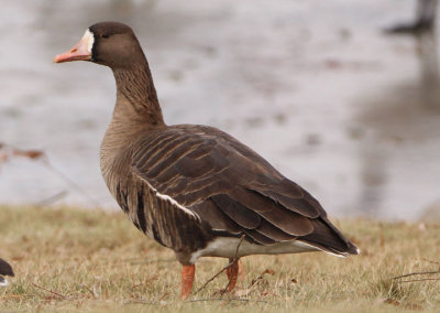 Greater White-fronted Goose