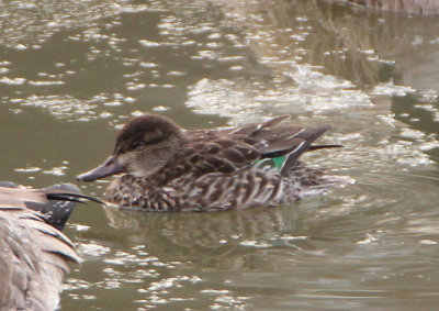 Green-winged Teal; female