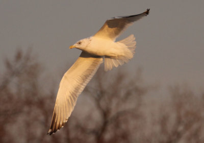 Herring Gull; basic