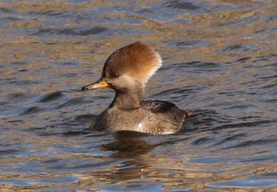 Hooded Merganser; female