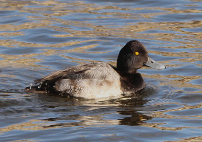 Lesser Scaup; young male