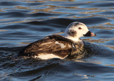 Long-tailed Duck; immature male
