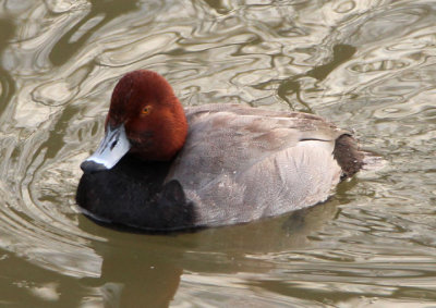 Redhead; male