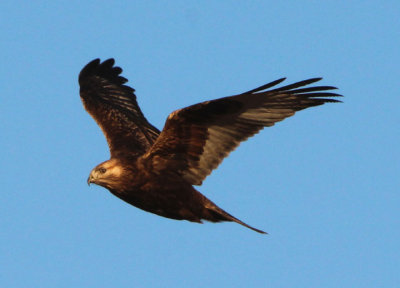 Rough-legged Hawk; dark morph juvenile