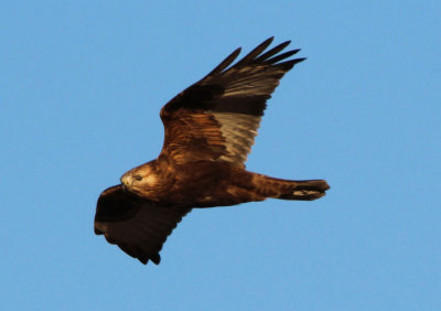 Rough-legged Hawk; dark morph juvenile