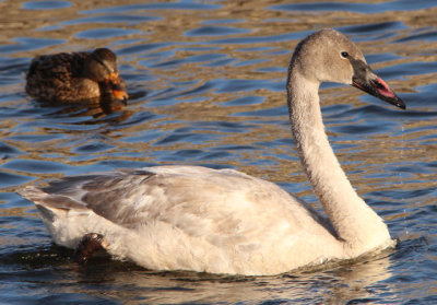 Trumpeter Swan; juvenile