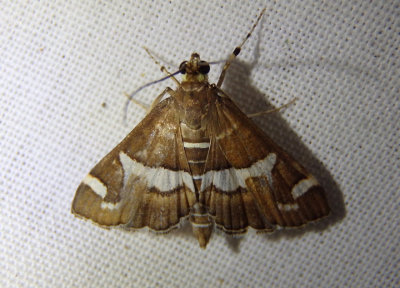5170 - Spoladea recurvalis; Beet Webworm Moth