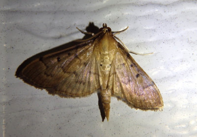 5272 - Herpetogramma bipunctalis; Southern Beet Webworm Moth