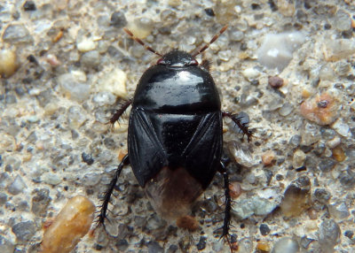 Pangaeus bilineatus; Burrowing Bug species
