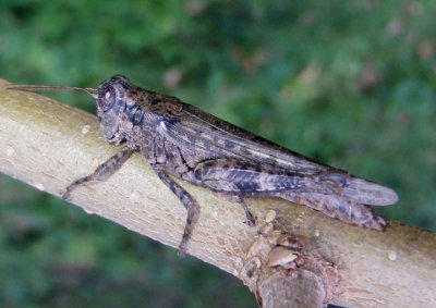 Melanoplus punctulatus; Pine Tree Spur-throat Grasshopper; female