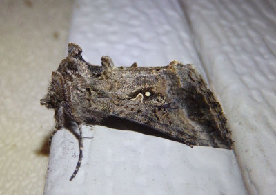 8895 - Rachiplusia ou; Gray Looper Moth