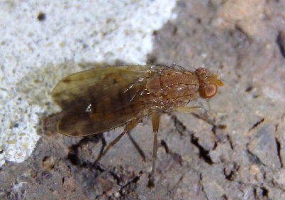 Suillia Heleomyzid Fly species